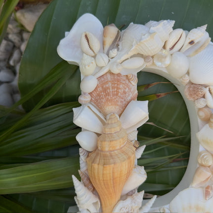 Seashell Letter D