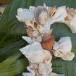 Seashell Letter F