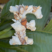 Seashell Letter F