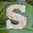 Seashell Letter S