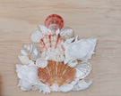 Custom Seashell Letter N-Z