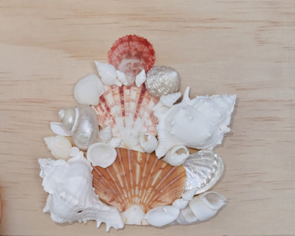 Custom Seashell Letter M/W
