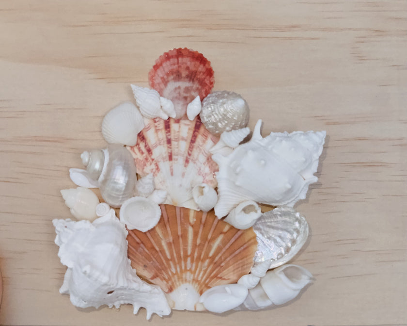 Custom Seashell Letter A-L
