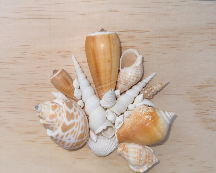 Custom Seashell Letter A-L