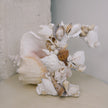Seashell Letter F
