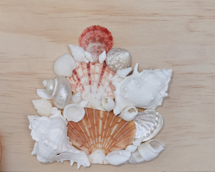Custom Seashell Letter M/W