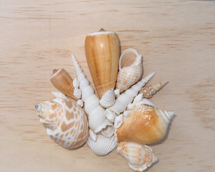 Custom Seashell Letter A-L
