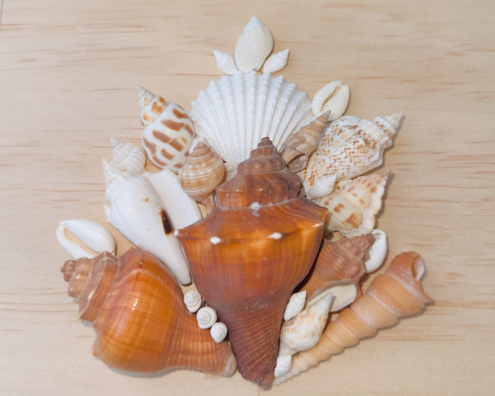 Custom Seashell Letter A-L