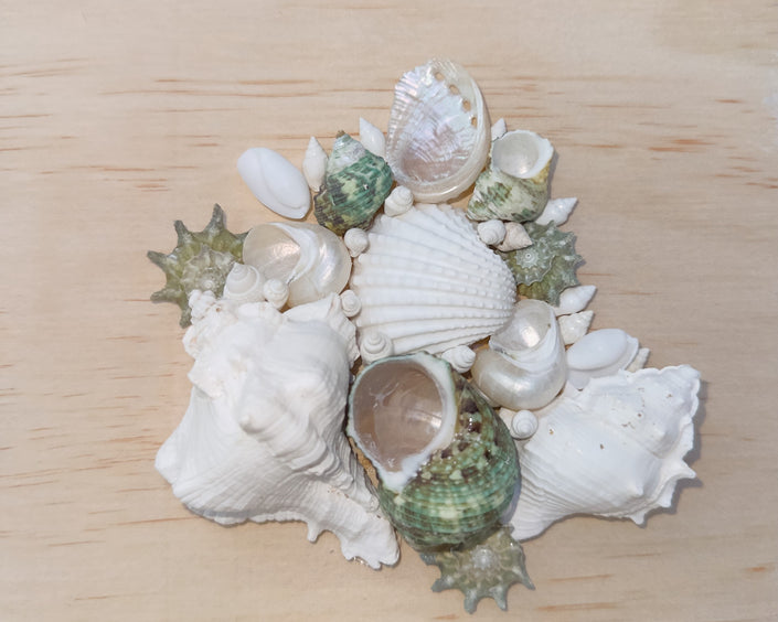 Custom Seashell Letter M/W